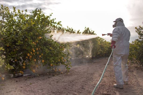 Best Termite Control Services  in Iroquois Point, HI
