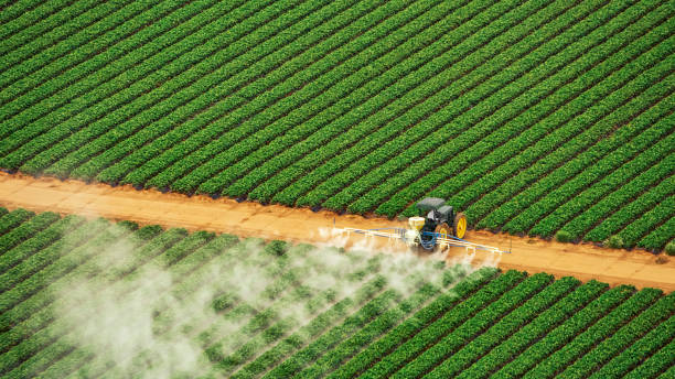 Best Termite Control Services  in Iroquois Point, HI