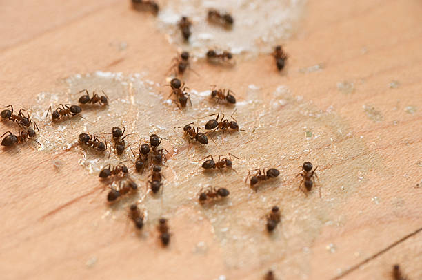 Best Local Pest Control Services  in Iroquois Point, HI